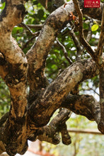 Load image into Gallery viewer, 2024 MengKu RongShi "Bing Dao - Lao Zhai Gu Shu" (Bingdao - Laozhai Region Old Tree) 200g Puerh Raw Tea Sheng Cha