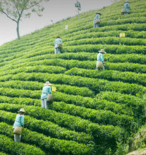Load image into Gallery viewer, 2025 Hui Liu "Lu An Gua Pian - Te Er Ji" (Lu'an Guapian - Special 2nd Grade) 50g/Tin, Green Tea, Lv Cha, AnHui Province.