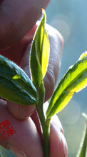 Load image into Gallery viewer, 2022 MengKu RongShi "Hu Bing" (Lunar Tiger Year Cake ) 100g / 357g Puerh Raw Tea Sheng Cha