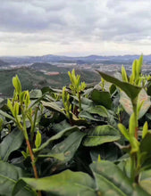 Load image into Gallery viewer, 2020 Early Spring "Xi Hu Long Jing"(West Lake Dragon Well) Premium Grade Green Tea ZheJiang