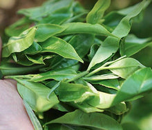 Charger l'image dans la galerie, 2022 XiaGuan "Te Tuo" (Special Tuo) 100g*5=500g Puerh Raw Tea Sheng Cha