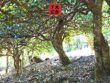 Charger l'image dans la galerie, 2020 XiaGuan "Yan Yin" (Smoke Mark - Bulang) Tuo Cha 100g*5=500g Puerh Raw Tea Sheng Cha    yunnan china tea chinese tea gongfucha pu-erh puer pu'erh