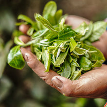 Load image into Gallery viewer, yunnan china tea chinese tea gongfucha pu-erh puer pu&#39;erh 2021 Xiaguan &quot;Bing Dao&quot; (Bingdao - Old Tree - Lincang ) Tuo 280g Puerh Raw Tea Sheng Cha