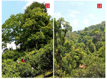 將圖片載入圖庫檢視器 yunnan china tea chinese tea gongfucha pu-erh puer pu'erh  2021 XiaGuan "Dan Ba Ge Lie - Bu Lang Gu Shu" (Bulang Old Tree) Mushroom Tuo 250g Puerh Sheng Cha Raw Tea