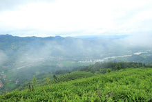 Load image into Gallery viewer, 2018 JingWei Fu Tea "Qin Ling Zhi Dian" (The Top of Qingling Mountains) Brick 850g Dark Tea, Fu Cha, ShaanXi