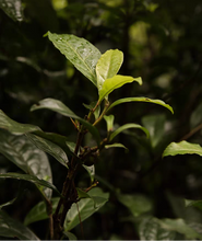 Load image into Gallery viewer, Tea leaves with text in Chinese on a dark background