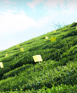 2025 Hui Liu "Lu An Gua Pian - Te Er Ji" (lu'an Guapian - Special 2nd Grade) 50g/Tin, Green Tea, Lv Cha, AnHui Province.