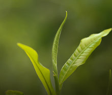 Load image into Gallery viewer, 2025 XiaGuan "Kong Que - Ban Zhang Wu Zhai" (Peacock - Banzhang 5 Villages) 300g Tuo, Puerh Raw Tea Sheng Cha