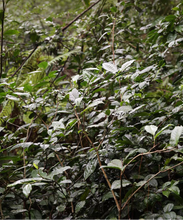 Load image into Gallery viewer, Tea bushes in a tea plantation with text overlay