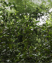 Load image into Gallery viewer, Tea plantations with green leaves and text overlay on a green background