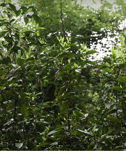 Tea plantations with green leaves and text overlay on a green background