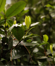 Load image into Gallery viewer, Tea leaves with Chinese text overlay on a blurred green background