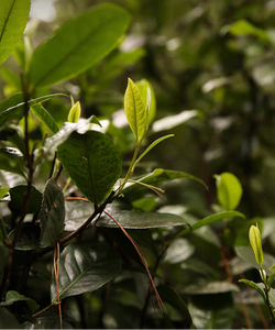 Tea leaves with Chinese text overlay on a blurred green background