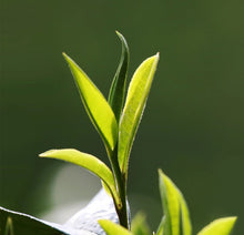 Laden Sie das Bild in den Galerie-Viewer, 2024 MengKu RongShi &quot;Bing Dao - Lao Zhai - Gu Shu&quot; (Bingdao - Laozhai Region - Old Tree - Spring 1 Bud 2 Leaves) 500g Puerh Raw Tea Sheng Cha