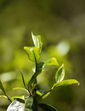 Load image into Gallery viewer, 2024 MengKu RongShi &quot;Bing Dao - Lao Zhai Tou Cai&quot; (Bingdao - Laozhai Region - 1st Picking) 400g Puerh Raw Tea Sheng Cha