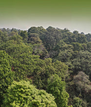 Load image into Gallery viewer, 2025 XiaGuan &quot;Gu Shu - Hong Cha&quot; (Old Tree Black Tea) 120g Yunnan Fengqing Dianhong