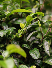 Load image into Gallery viewer, 2025 XiaGuan &quot;Yan Yun - Long Zhu&quot; (Rock Charm - Bandong Region 7-9 Years Aged Tea - Dragon Ball) Tuo 160g/Box Puerh Raw Tea Sheng Cha, Lincang Region