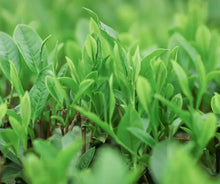 Load image into Gallery viewer, 2019 CNNP - AnHua "Fu Zhuan Cha - Hong Zi Cha" (Fu Brick - Tender Leaves and Stems Tea) 800g Tea, Dark Tea, Hunan Province. - King Tea Mall - photo 7