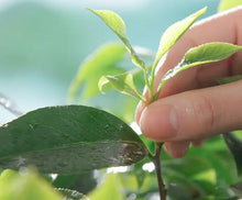 Load image into Gallery viewer, 2019 CNNP - AnHua "Fu Zhuan Cha - Hong Zi Cha" (Fu Brick - Tender Leaves and Stems Tea) 800g Tea, Dark Tea, Hunan Province. - King Tea Mall - photo 8