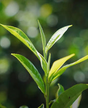 Load image into Gallery viewer, 2020 Xiaguan "Ban Pen Lao Shu" (Banpen Old Tree) 357g Puerh Raw Tea Sheng Cha - King Tea Mall - photo 4