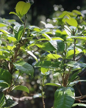 Load image into Gallery viewer, 2023 XiaGuan Te Ji Qing Bing (Special Grade Green Cake) 357g Puerh Raw Tea Sheng - photo 4