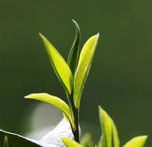 Load image into Gallery viewer, 2024 MengKu RongShi "Bing Dao - Lao Zhai - Gu Shu" (Bingdao - Laozhai Region - Old Tree - Spring 1 Bud 2 Leaves) 500g Puerh Raw Tea Sheng Cha - King Tea Mall - photo 5