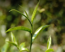 將圖片載入圖庫檢視器 2026 XiaGuan "Yue Guang Bai" (Moon Light White) White Tea Cake 200g Jinggu, Yunnan - King Tea Mall - photo 5