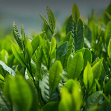 Load image into Gallery viewer, 2025 Hui Liu "Lu An Gua Pian - Te Er Ji" (Lu'an Guapian - Special 2nd Grade) 50g/Tin, Green Tea, Lv Cha, AnHui Province. - King Tea Mall - photo 4