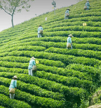 Load image into Gallery viewer, 2025 Hui Liu "Lu An Gua Pian - Te Er Ji" (Lu'an Guapian - Special 2nd Grade) 50g/Tin, Green Tea, Lv Cha, AnHui Province. - King Tea Mall - photo 5