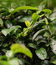Load image into Gallery viewer, 2025 XiaGuan "Bai Ying Shan · Mi Jing - Long Zhu" (Baiying Mountain · Secret Place ~ LinCang Region - Dragon Ball) Tuo 160g/Box Puerh Raw Tea Sheng Cha - King Tea Mall - photo 6