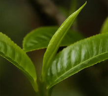 Load image into Gallery viewer, 2025 Xiaguan "Bing Dao Ling Yun" (Spirit of BingDao - 5 Villages of DiJie + NanPo + BingDaoLaoZhai + BaWai + NuoWu) Cake 357g Puerh Raw Tea Sheng Cha - King Tea Mall - photo 5