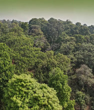 Charger l'image dans la galerie, Lush green tea forest canopy in a mountainous region, dense tree foliage under hazy sky