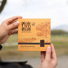 Laden Sie das Bild in den Galerie-Viewer, Person holding Qiao Mu Lao Bai Cha Chinese white tea box with tea plantation illustration outdoors