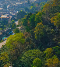 Load image into Gallery viewer, 2025 XiaGuan "Yun Shang Jing Mai - Gu Shu Tuo Cha" (Jingmai Mountain - Old Tree) Tuo 260g*2/Set Puerh Sheng Cha Raw Tea - King Tea Mall - photo 9