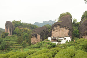 Spring Oolong "Rou Gui - Ma Tou Yan" (Ma Rou / Zheng Yan - Rou Gui), S++ Grade Loose Leaf, Wuyi Yancha, Wuyi Mountain