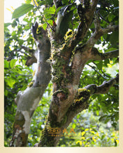 Carica l&#39;immagine nel visualizzatore di Gallery, 2022 MengKu RongShi &quot;Tou Cai - Ji Shao Shu&quot; (1st Picking - Rare Tree) Cake 8g / 357g 100g, Loose Leaf 100g / Cylinder 600g Puerh Raw Tea Sheng Cha