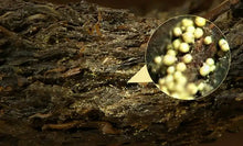 Load image into Gallery viewer, 2012 XiangYi FuCha "Bai Xing" (People) Brick 380g Dark Tea Hunan - King Tea Mall