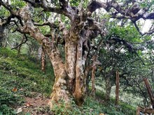 Laden Sie das Bild in den Galerie-Viewer, 2018 ChenShengHao "Nan Nuo Da Shu" (Nannuo Big Tree) Cake 357g Puerh Raw Tea Sheng Cha - King Tea Mall