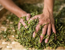 Cargar imagen en el visor de la galería, 2019 DaYi "7572" Cake 357g Puerh Shou Cha Ripe Tea - King Tea Mall