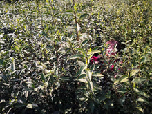 Load image into Gallery viewer, 2020 Early Spring Xi Hu Long Jing(West Lake Dragon Well) Premium Grade Green Tea - photo 10