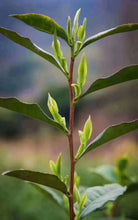 Load image into Gallery viewer, 2020 Early Spring Xi Hu Long Jing(West Lake Dragon Well) Premium Grade Green Tea - photo 6