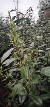 Load image into Gallery viewer, 2020 Early Spring Xi Hu Long Jing(West Lake Dragon Well) Premium Grade Green Tea - photo 7