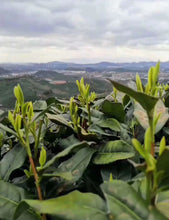 Load image into Gallery viewer, 2020 Early Spring Xi Hu Long Jing(West Lake Dragon Well) Premium Grade Green Tea - photo 8