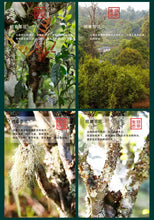 Load image into Gallery viewer, yunnan china tea chinese tea gongfucha pu-erh puer pu'erh    2020 XiaGuan "Sheng Tai Ban Zhang" (Organic Banzhang) 280g Puerh Raw Tea Sheng Cha