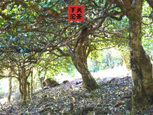 Load image into Gallery viewer, 2020 XiaGuan "Yan Yin" (Smoke Mark - Bulang) Tuo Cha 100g*5=500g Puerh Raw Tea Sheng Cha    yunnan china tea chinese tea gongfucha pu-erh puer pu'erh 
