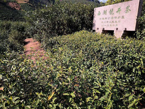2020 Early Spring "Xi Hu Long Jing"(West Lake Dragon Well) Premium Grade Green Tea ZheJiang