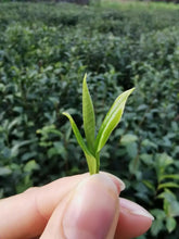 Load image into Gallery viewer, 2021 Early Spring Long Jing (Dragon Well) A++ Grade Green Tea ZheJiang - photo 5