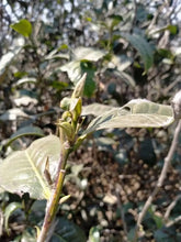 Load image into Gallery viewer, 2021 KingTeaMall Spring Meng Ku Gu Shu (Mengku Old Tree) Loose Leaf Puerh Raw Te - photo 8