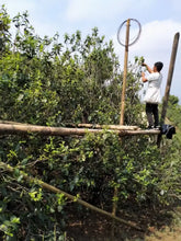 Load image into Gallery viewer, 2021 KingTeaMall Spring Meng Ku Gu Shu (Mengku Old Tree) Loose Leaf Puerh Raw Te - photo 9