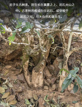 Laden Sie das Bild in den Galerie-Viewer, yunnan china tea chinese tea gongfucha pu-erh puer pu'erh    2021 XiaGuan "Yan Zi Tou" (Rock Mengku Tea) Cake 357g Puerh Raw Tea Sheng Cha